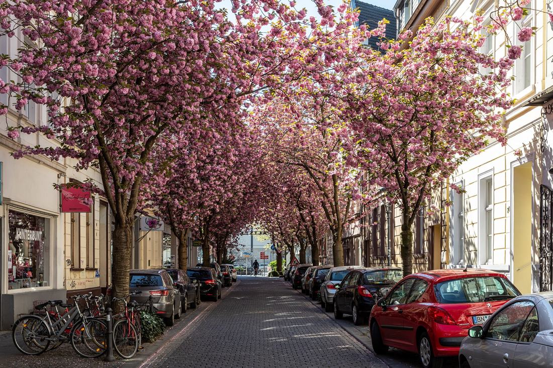 Straße mit blühenden Bäumen in Bonn